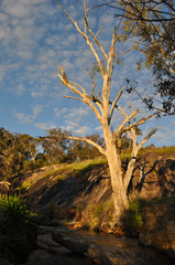 Dead tree by the creek with running water in early evening sunlight,  Whistlepipe Gully Walk, Mundy Regional Park, Kalamunda, Western Australia, Australia