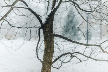 bare tree in winter snow strom