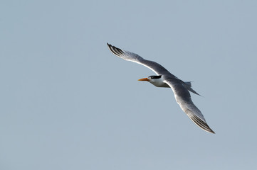 Lesser crested tern flying, Bahrain 