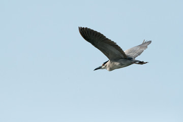 The night heron in flight, Bahrain 