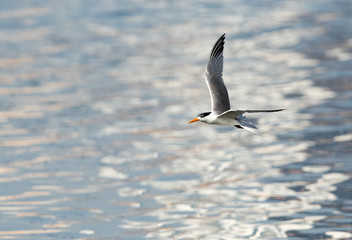 Obraz premium Lesser crested tern flying, Bahrain 