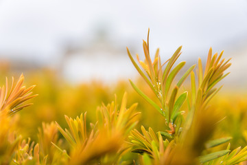 macro of orange needle leaves on a branch in the park