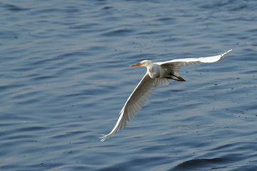 Western reef heron white morphed in flight, Bahrain 