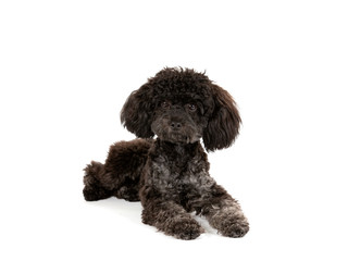 Black toy poodle isolated on white. Studio shot, copy space. 