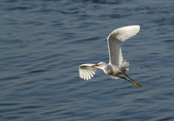 Western reef heron white morphed in flight, Bahrain 