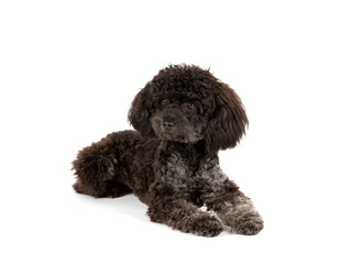 Black toy poodle isolated on white. Studio shot, copy space. 