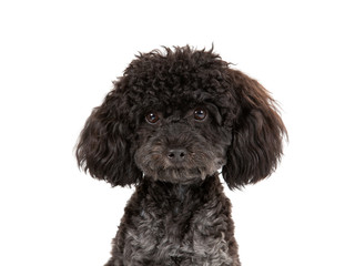 Black toy poodle isolated on white. Studio shot, copy space. 