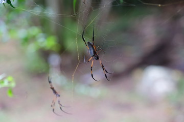 Big palm spider