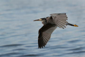 The western reef heron in flight, Bahrain 