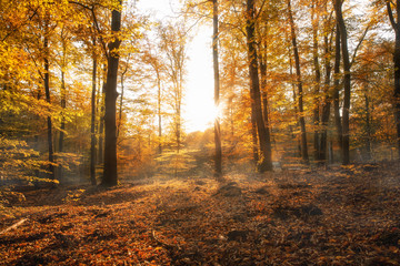 Herbstwald Landschaft 