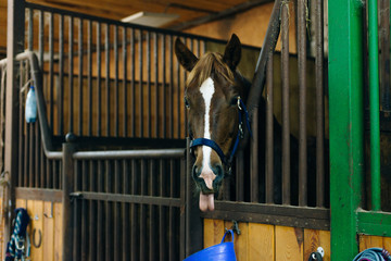 Portrait of a beautiful sad horse in the dark stable