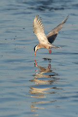 White-cheeked tern fishing at Tubli bay, Bahrain