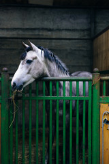Portrait of a beautiful sad horse in the dark stable
