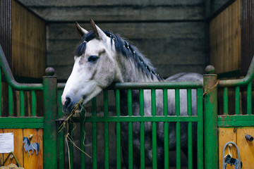 Portrait of a beautiful sad horse in the dark stable