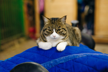 the cat lies on a harness in the stable