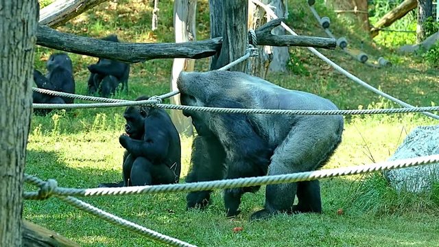 Gorilla Gorillas in Zoo HD Video Footage for your Project