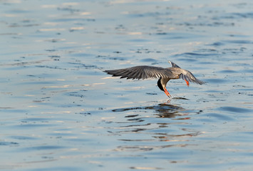 White-cheeked tern fishing at Tubli bay, Bahrain