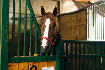 Portrait of a beautiful sad horse in the dark stable