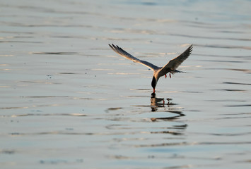 White-cheeked tern fishing at Tubli bay, Bahrain