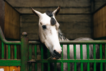 Portrait of a beautiful sad horse in the dark stable