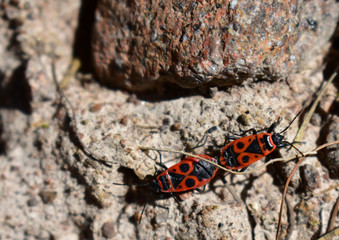 Due cimici rosso nere in primavera