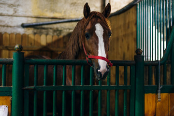Portrait of a beautiful sad horse in the dark stable