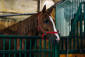 Portrait of a beautiful sad horse in the dark stable