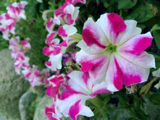 Petunia flowers in the garden