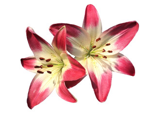 Two flowers of red and white lily isolated on white background