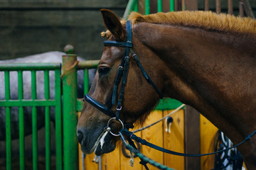 Portrait of a beautiful sad horse in the dark stable