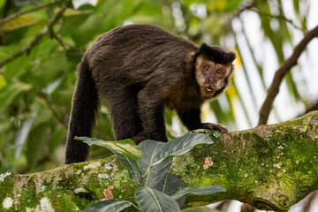 Rio de Janeiro Botanical Garden