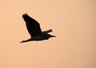 Silhouette of night heron in flight, Bahrain 