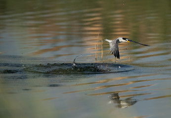 Little tern fishing at Buhair lake, Bahrain