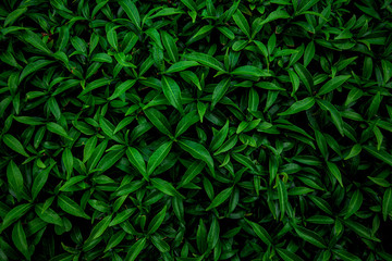 green leaf texture, nature background, tropical leaf