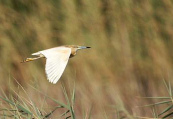 The Squacco Heron in flight, Bahrain
