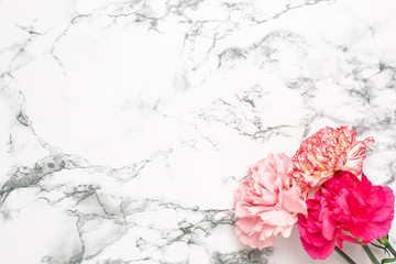 Beautiful pink carnation flowers on marble background