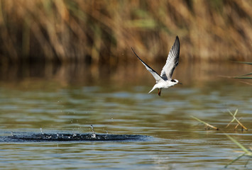 Little tern emerging out from a dive at Buhair lake, Bahrain 