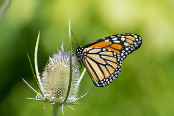 Butterfly 2019-98 / Monarch butterfly (Danaus plexippus)