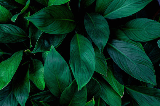 tropical leaves, abstract green leaves texture, nature background © Nabodin