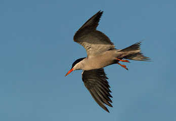 White cheeked tern fishing at Tubli bay, Bahrain 