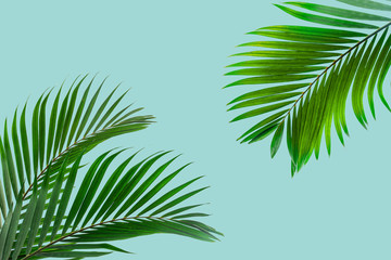 Fototapeta premium Natural palm leaf on pastel blue background