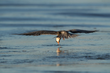 White cheeked tern fishing at Tubli bay, Bahrain 