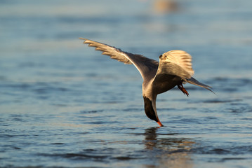 White cheeked tern fishing at Tubli bay, Bahrain 