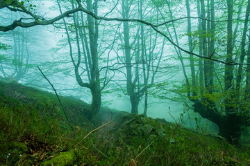trees with fog in the forest of Belaustegui, on Mount Gorbea