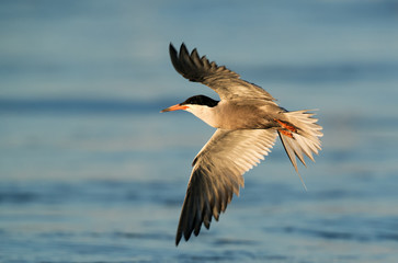 White cheeked tern fishing at Tubli bay, Bahrain 