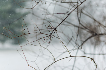 branches of a tree in a winter storm