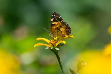 Butterfly 2019-100 / Silvery Checkerspot (Chlosyne nycteis)