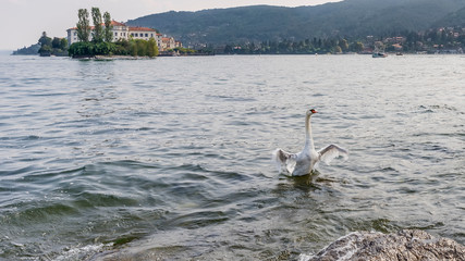 Magnificent white swan flaps its wings as it emerges from the water of Lake Maggiore, Italy