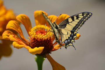 motyl na pomarańczowo