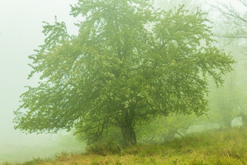Fototapeta na wymiar trees with fog in the forest of Belaustegui, on Mount Gorbea